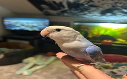 Lovebirds birds for sale: Silly tame handreared lovebird  - Image 1