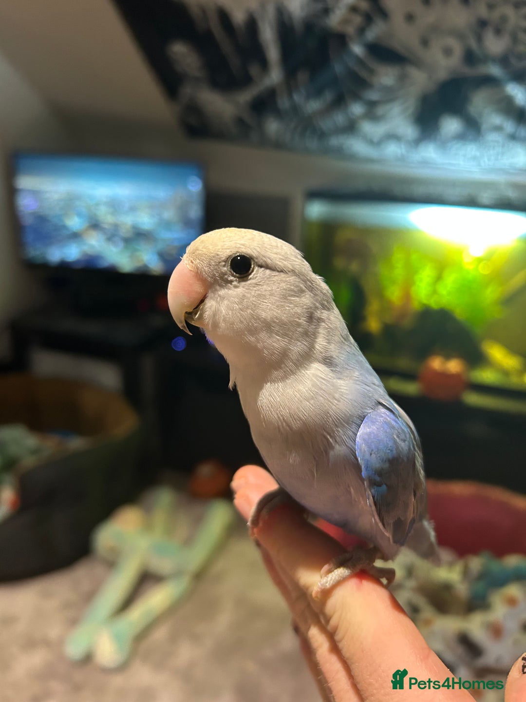 Lovebirds birds for sale: Silly tame handreared lovebird  - Image 1