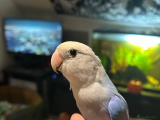 Lovebirds birds - Advert 1