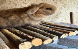 Mini Lop rabbits for sale: 2 exceptional mini lops  - Advert 6