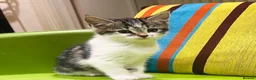 Mixed Breed cats for sale: Kittens for sale ,mixed breed, wonderful behaviour - Advert 29