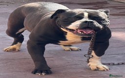 Alapaha Blue Blood Bulldog dogs for sale: ALAPAHA BLUE BLOOD BULLDOGS  - Image 15