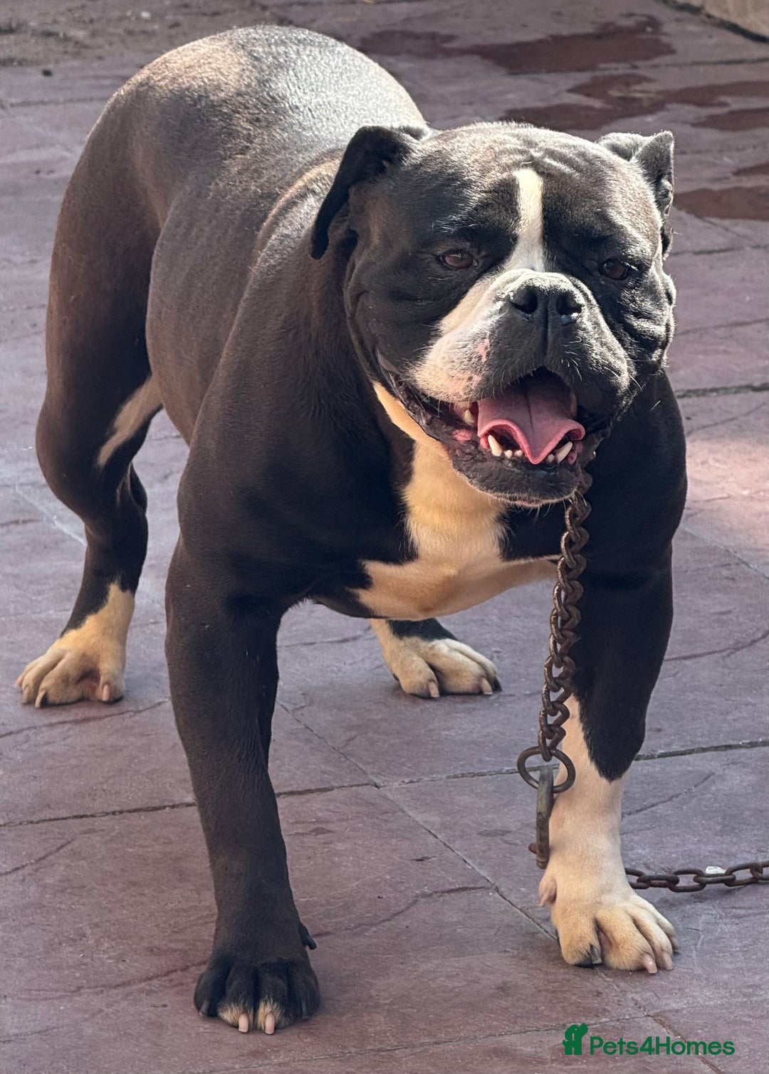 Alapaha Blue Blood Bulldog dogs for sale: ALAPAHA BLUE BLOOD BULLDOGS  - Image 15