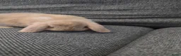 Mini Lop rabbits for sale: Purebred Minilops - 5 LEFT - Advert 13