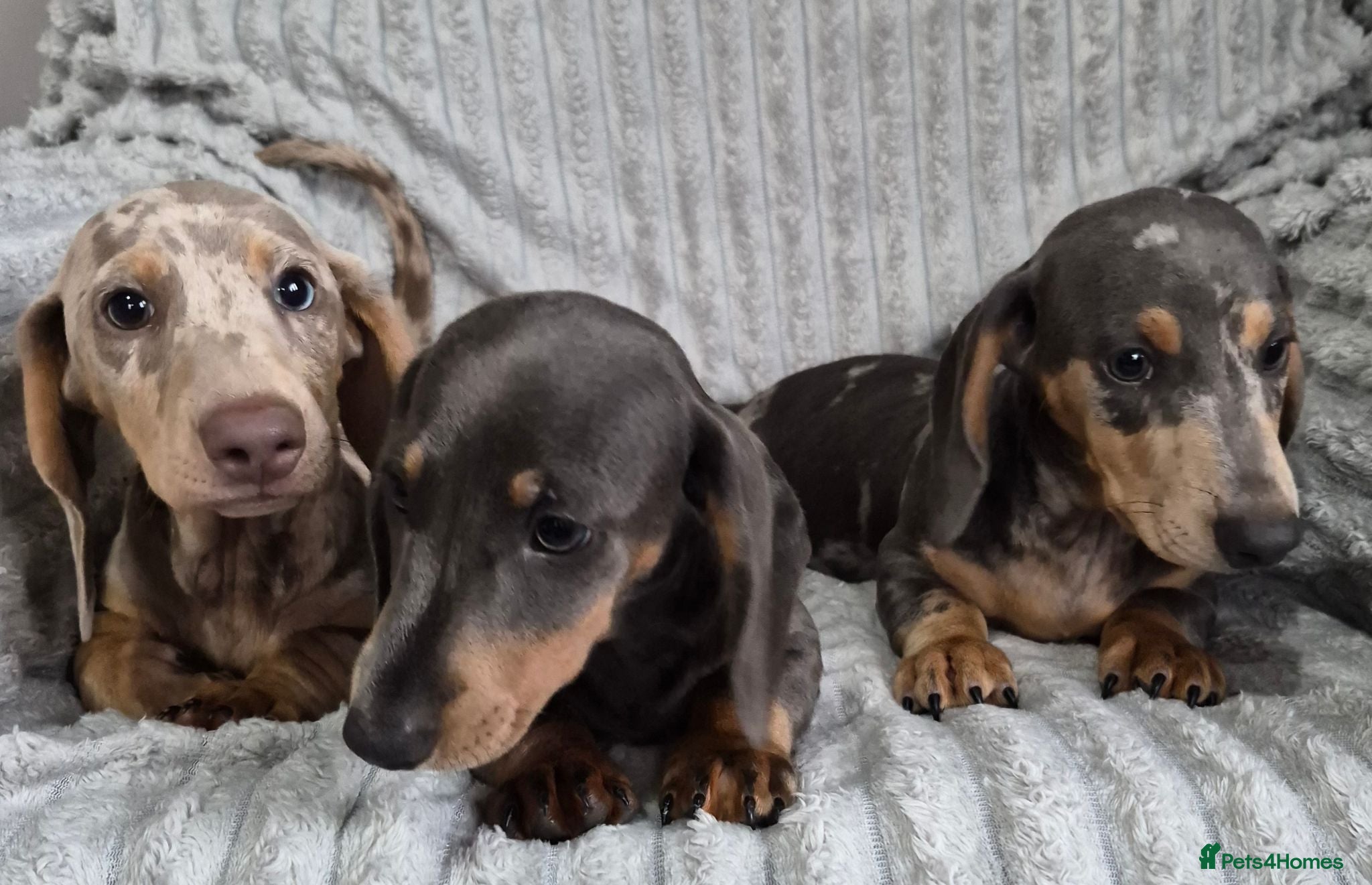 Miniature Dachshund dogs Miniature Dachshund puppies - Advert 1