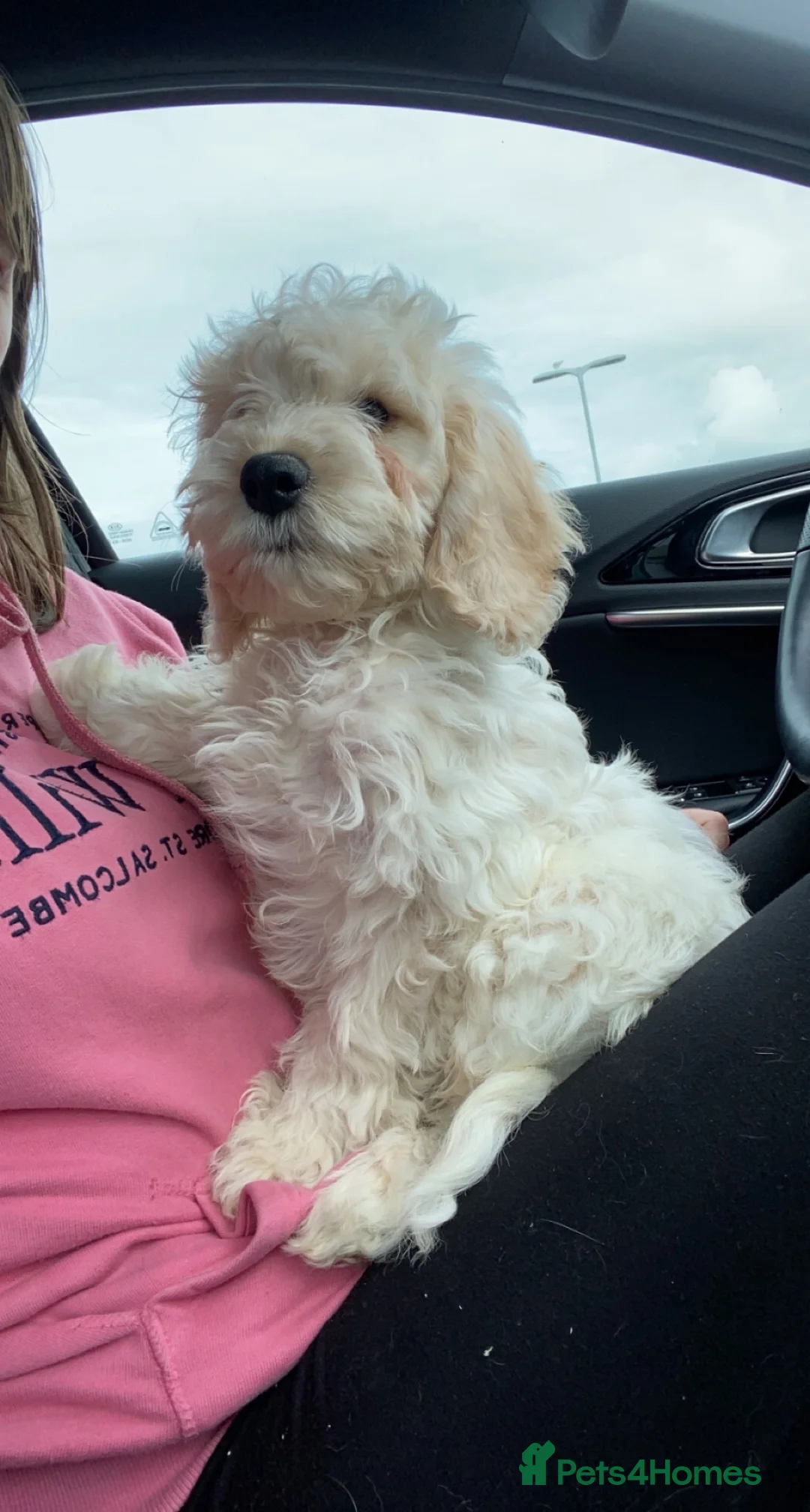 Cockapoo dogs for stud: Buddie F1 cockapoo stud  - Advert 4