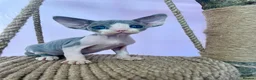 Devon Rex cats for sale: Beautiful pure Devon Rex kittens  - Advert 15
