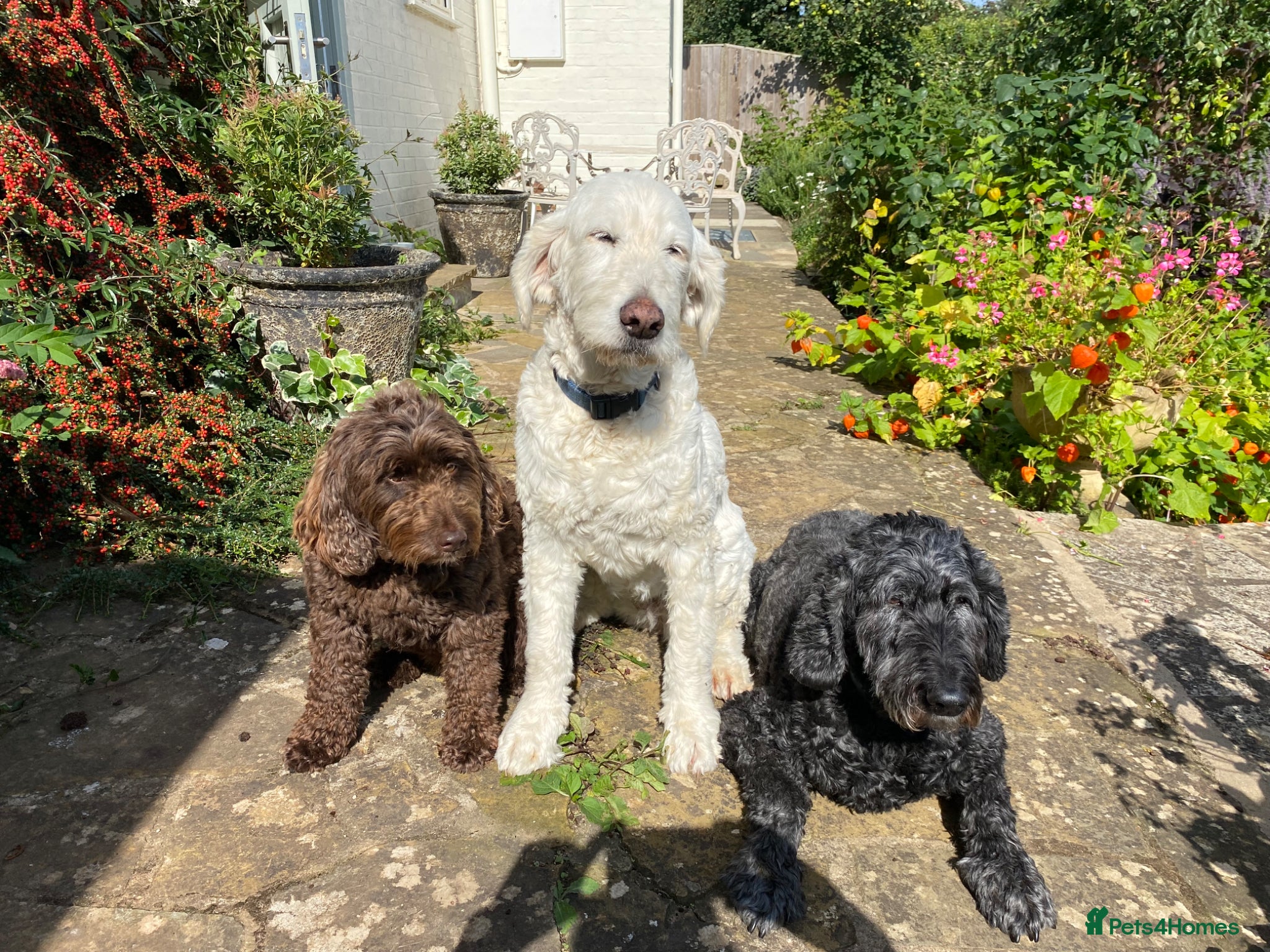 Goldendoodle dogs Cotswold Miniature/Toy Goldendoodles, All Colours - Advert 8