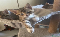 Bengal cats for sale: 3 BengalX kittens  - Image 9