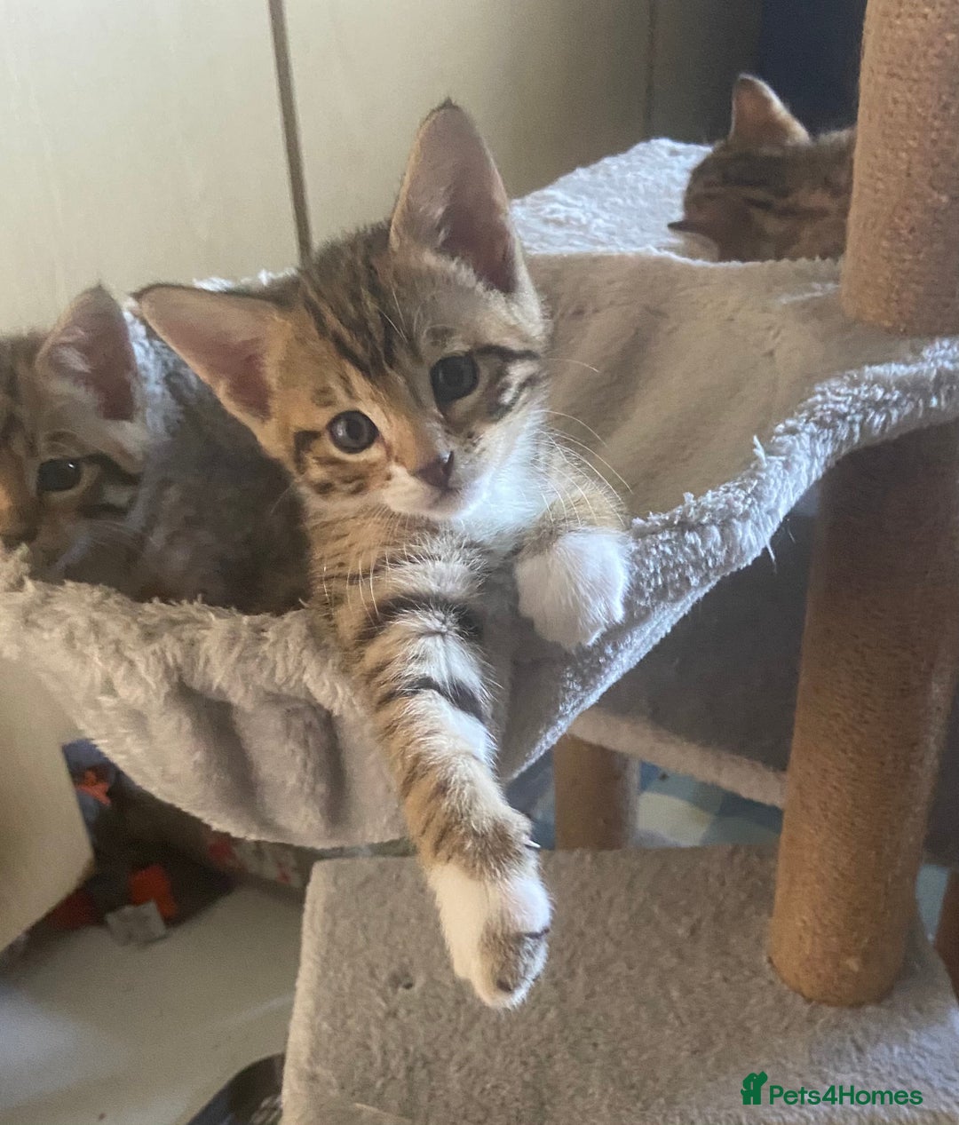 Bengal cats for sale: 3 BengalX kittens  - Image 9