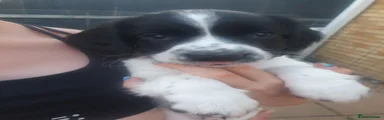 English Springer Spaniel 5