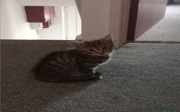 British Shorthair cats for sale: Kittens - Image 9
