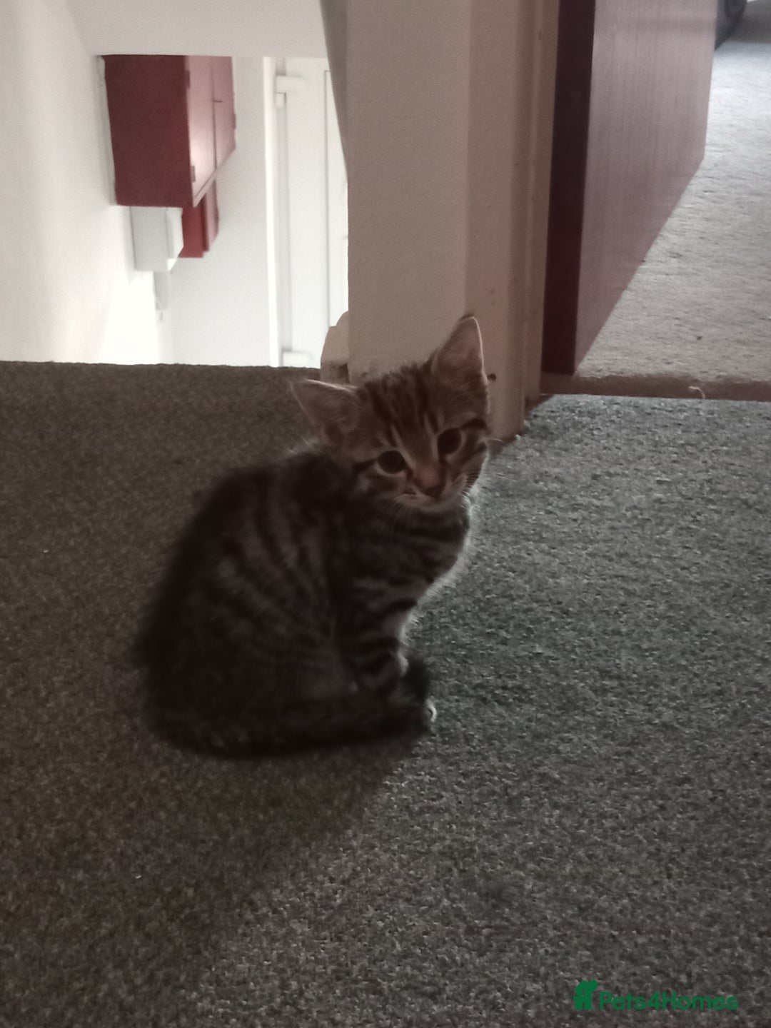 British Shorthair cats for sale: Kittens - Image 9