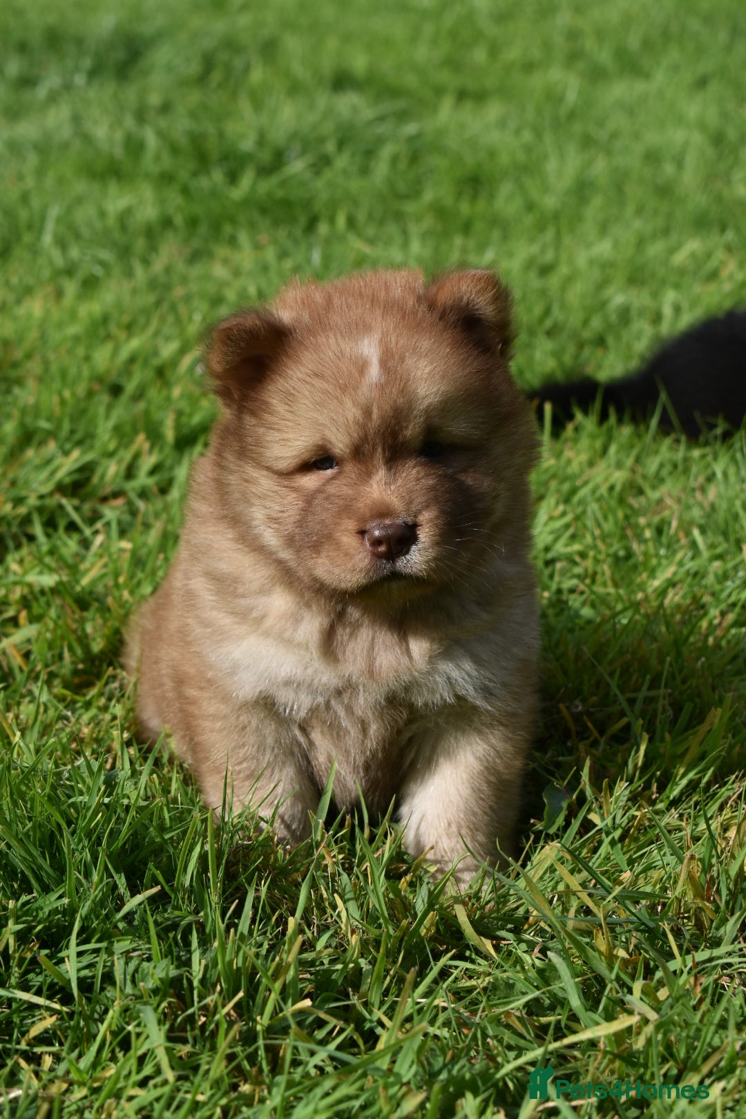 Siberian Husky dogs for sale: Beautiful Chowski puppies  - Image 5