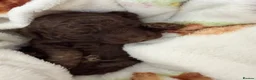 Toy Poodle dogs for sale: Chocolate toy poodles  - Advert 13