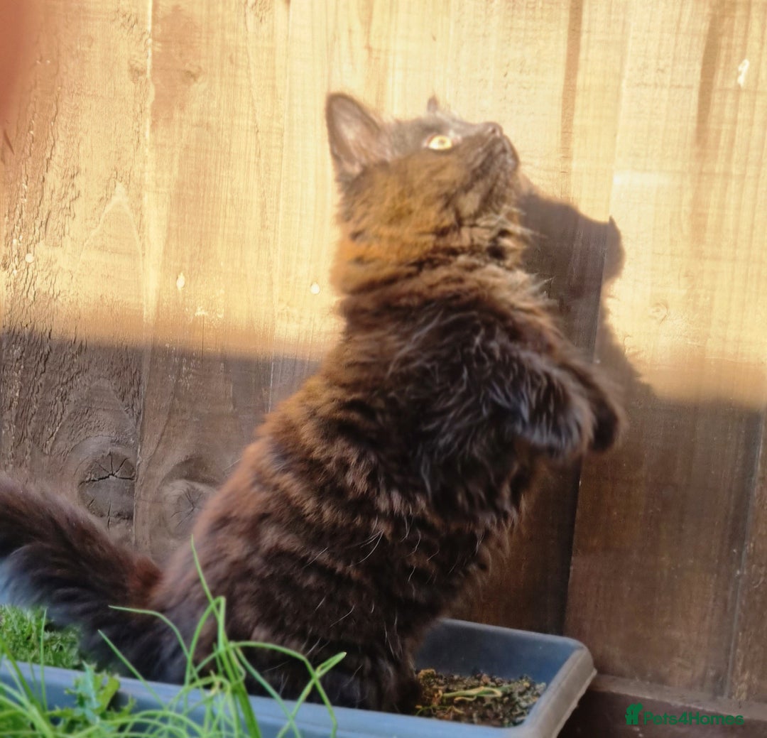 Mixed Breed cats for sale: Cute kittens - Image 20