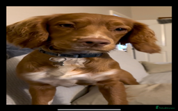 Cocker Spaniel dogs for sale: cocker spaniel  - Image 9