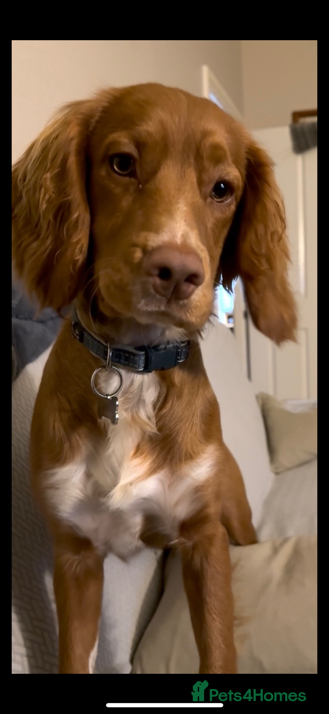 Cocker Spaniel dogs for sale: cocker spaniel  - Image 9