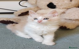 Maine Coon cats for sale: Beautiful Maine Coon kittens  - Image 2
