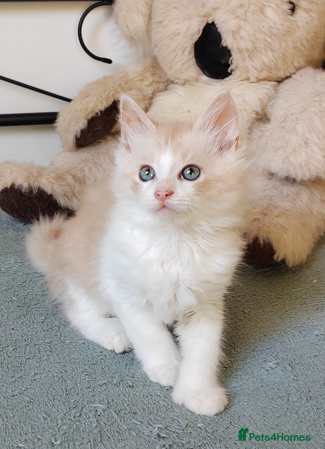 Maine Coon cats for sale: Beautiful Maine Coon kittens  - Image 2