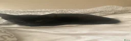 Domestic Shorthair cats for sale: 6 beautiful kittens is ready to go - Advert 17