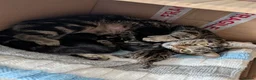 Bengal cats for sale: 2 beautiful Bengal mixed kitten girls.  - Advert 14