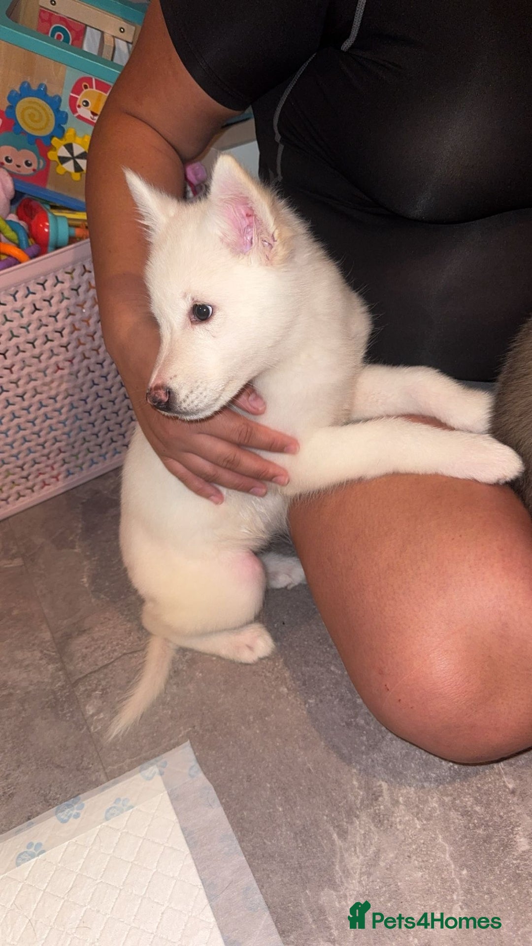 Utonagan dogs for sale: Husky x - Image 2