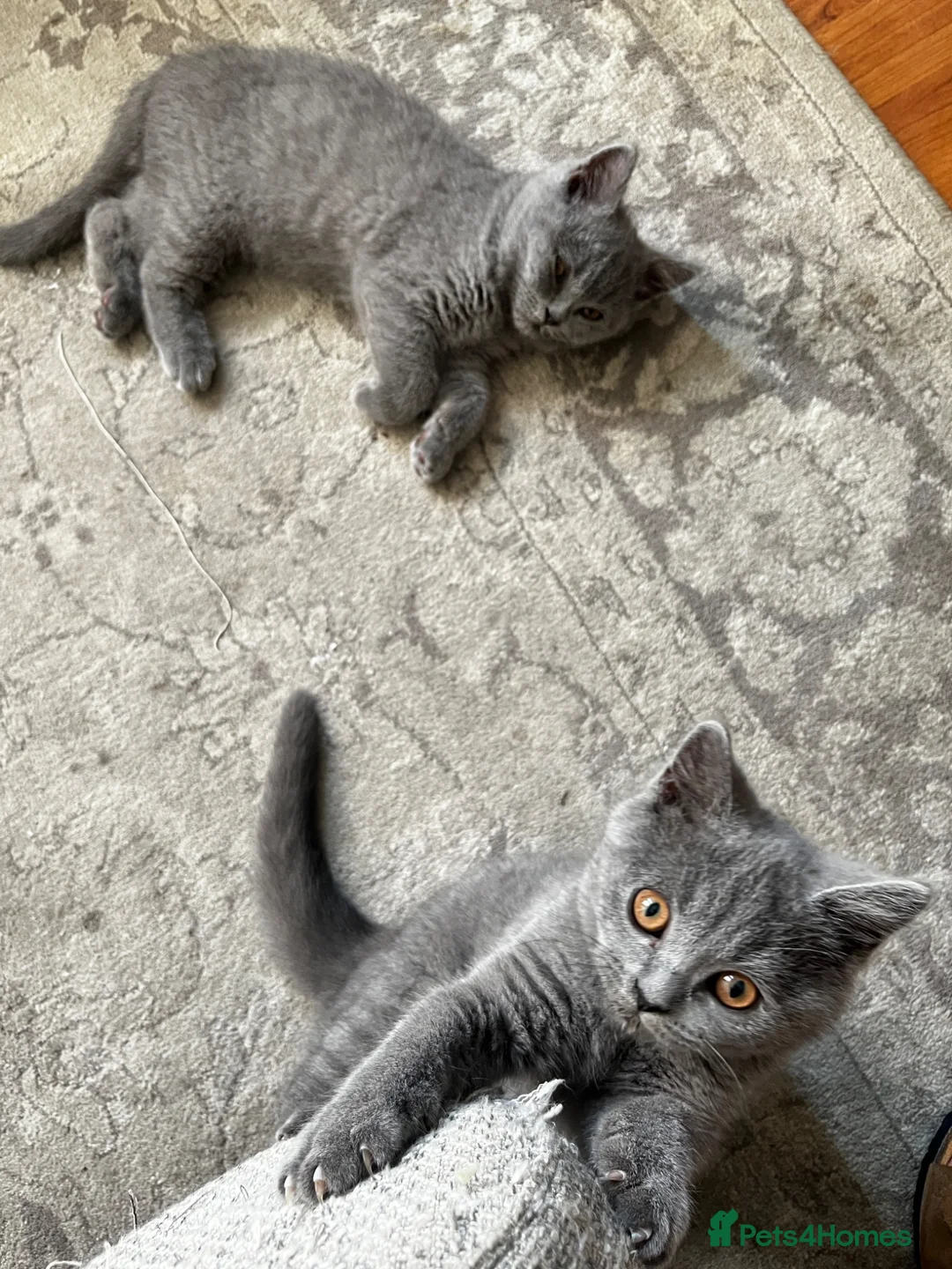 British Shorthair cats for sale: GCCF kittens is looking for home  - Advert 2