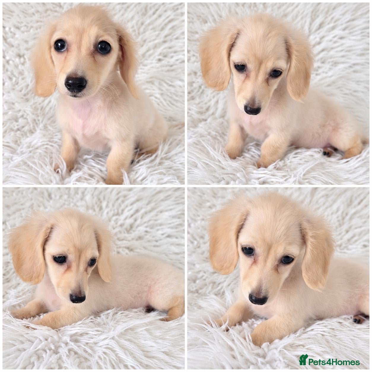 Miniature Dachshund dogs Beautuful princess kc cream long coat  - Advert 1