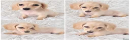 Miniature Dachshund dogs for sale: Beautuful princess kc cream long coat  - Advert 1