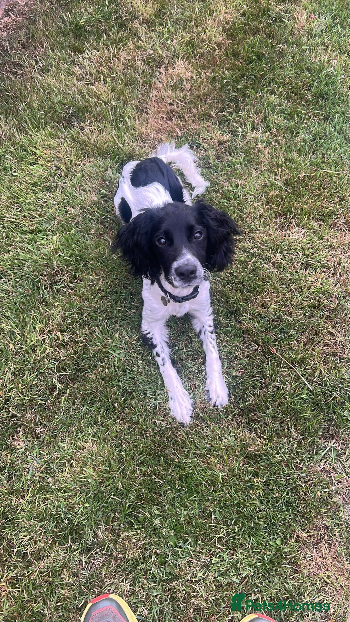 English Springer Spaniel dogs English Springer Spaniel  - Advert 6