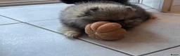 Pomeranian dogs for sale: Kc reg teddy pom  - Advert 10
