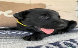 Labrador Retriever dogs for sale: Unique Labrador Retriever Puppies - Image 4