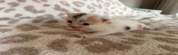 Mixed Breed cats for sale: Beautiful litter of kittens available! - Advert 14