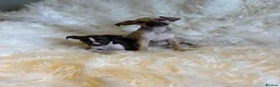 Italian Greyhound dogs for sale: ✨ KC Registered Italian Greyhound puppies ✨ - Advert 29