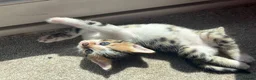 Bengal cats for sale: Beautiful Bengal mixed kitten🐆ready now!  - Advert 11