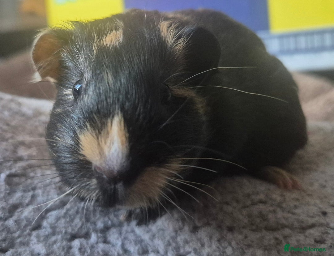 Guinea Pig rodents for sale: Guinea pigs - Image 3