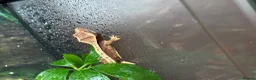 Gecko reptiles for sale: Baby Crested Geckos (Pinstripes & Red Harliquin) - Advert 3
