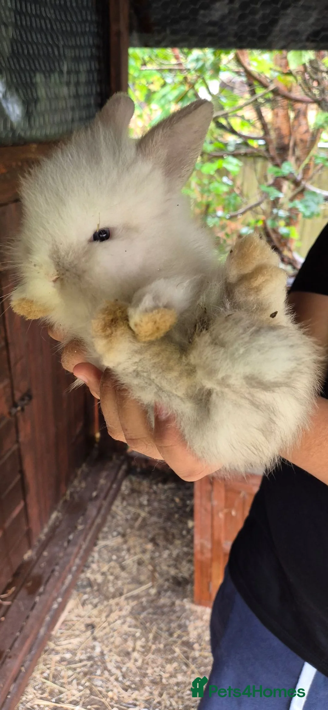 Mixed Breed rabbits for sale: Mixed breed lionheads babies  - Advert 1