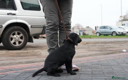 Labrador Retriever dogs for sale: Labrador puppies 2 male black KC reg - Image 15