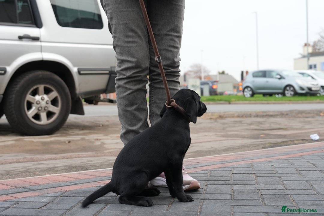 Labrador Retriever dogs for sale: Labrador puppies 2 male black KC reg - Image 15