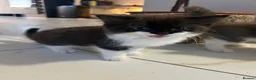 Mixed Breed cats for sale: Kittens ready for their forever homes! - Advert 5