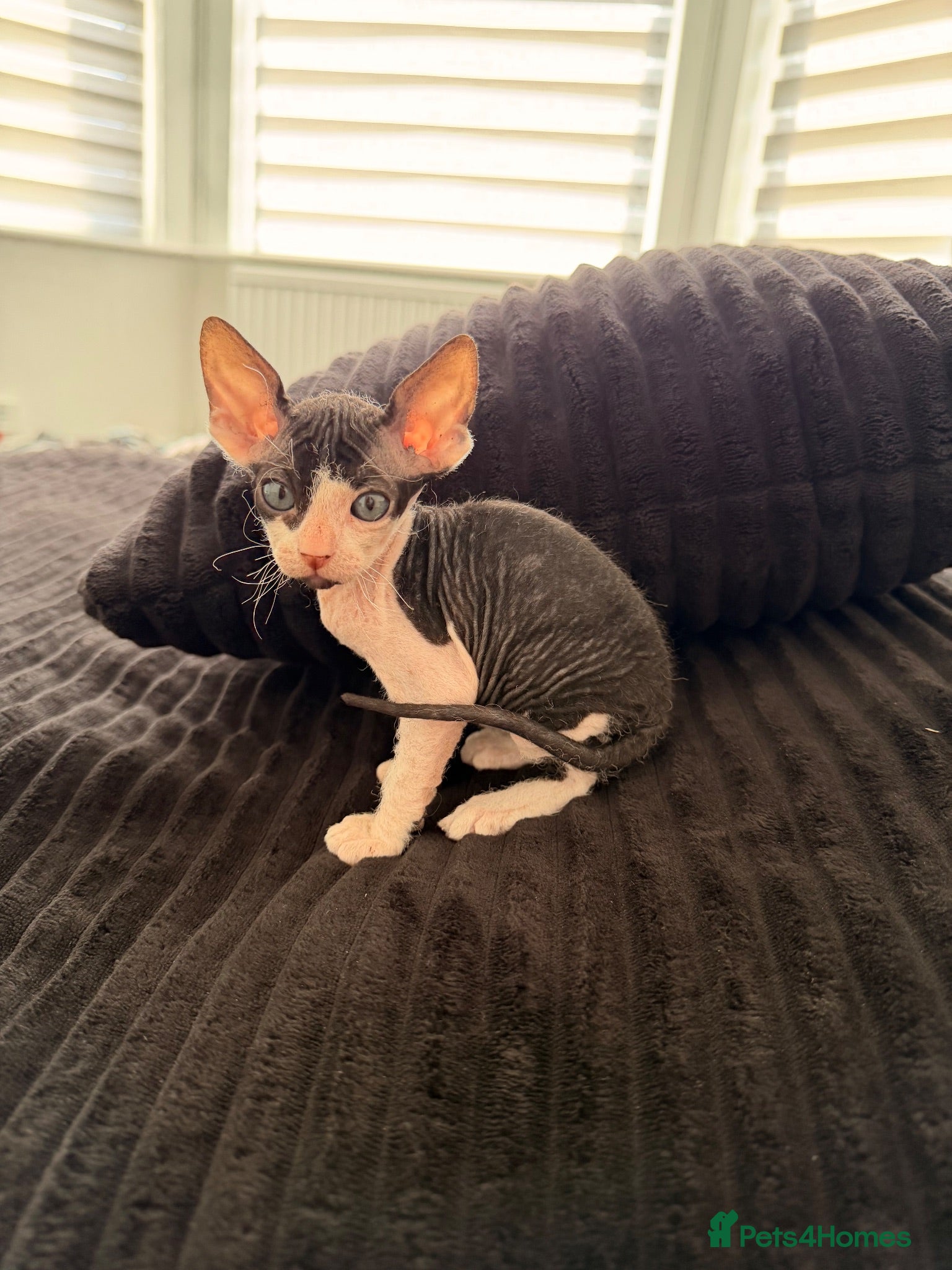 Sphynx cats Beautiful Sphynx kittens 🩵🩷 🐾  - Advert 4