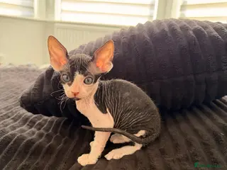Sphynx cats Beautiful Sphynx kittens 🩵🩷 🐾 - Advert 4