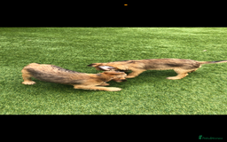 Border Terrier dogs for sale: 2 boys KC Border Terrier Pups SLEM CLEAR  - Image 9