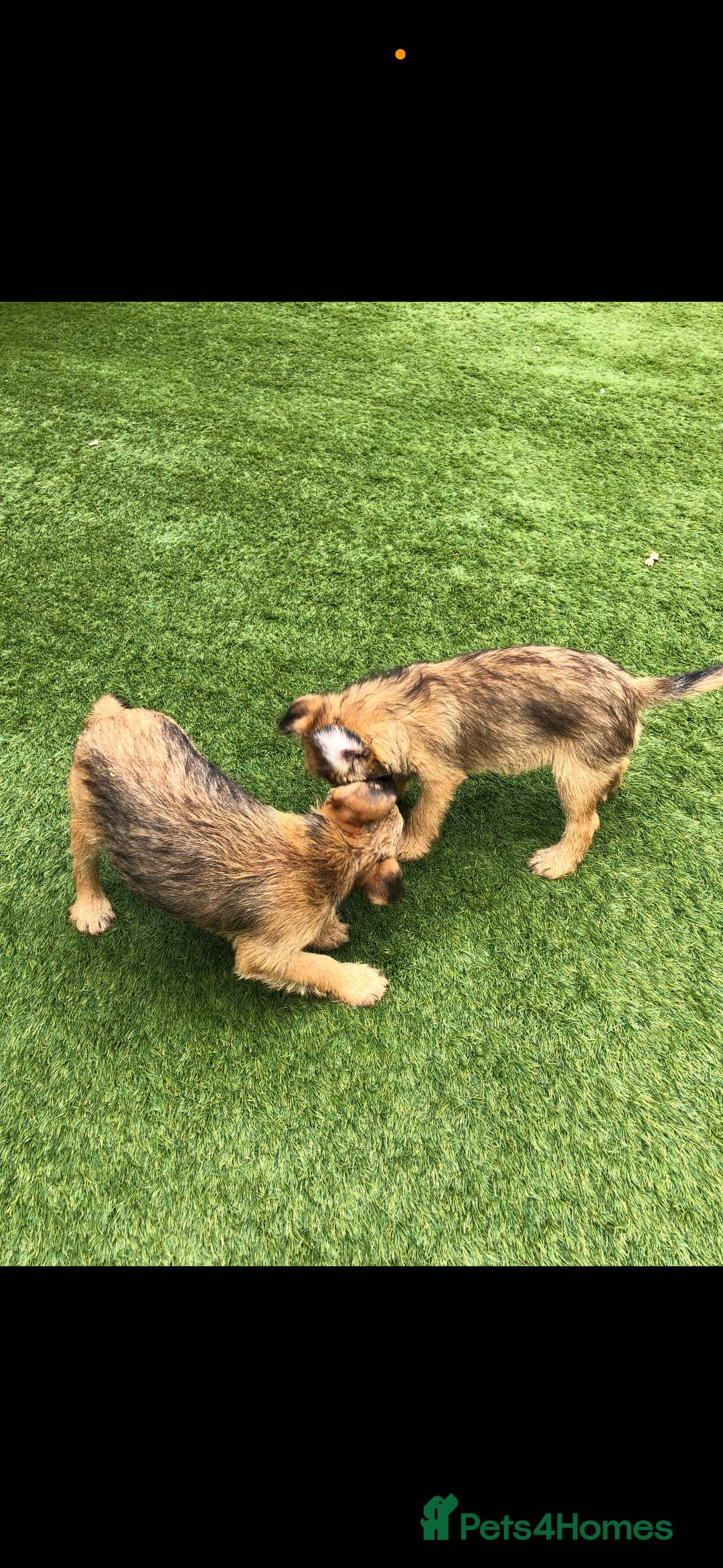 Border Terrier dogs for sale: 2 boys KC Border Terrier Pups SLEM CLEAR  - Image 9