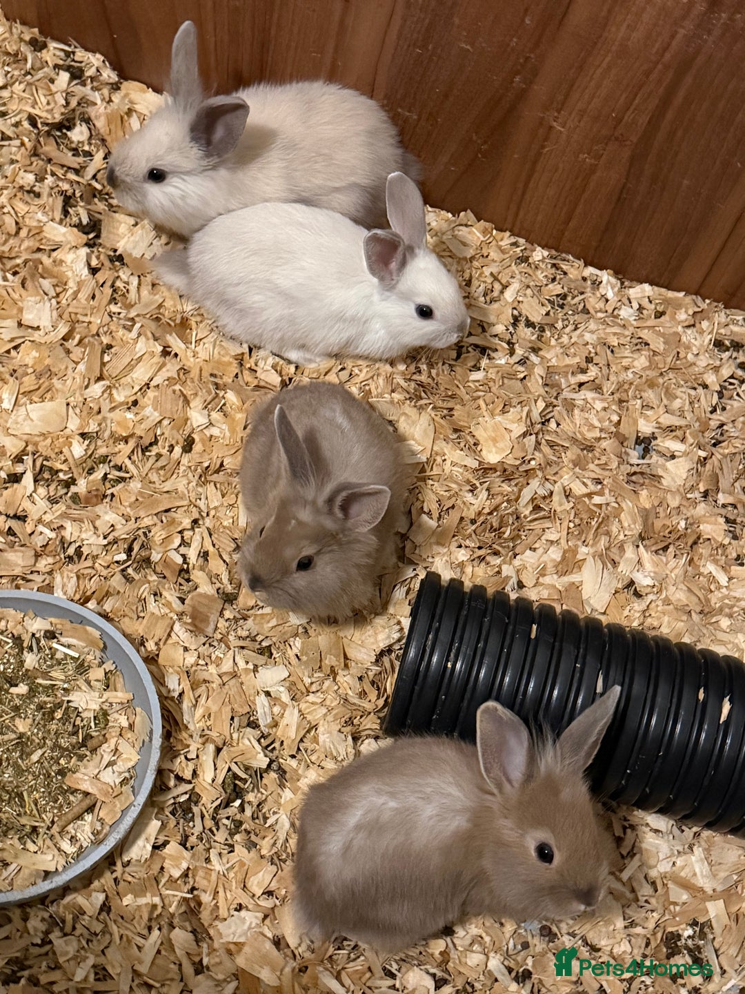 Lionhead rabbits for sale: Pure bred Lion heads available now - Advert 2