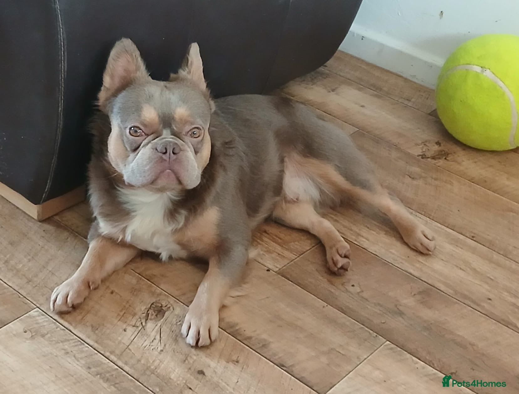 French Bulldog dogs Fluffy French bulldog (lion Maine) - Advert 1