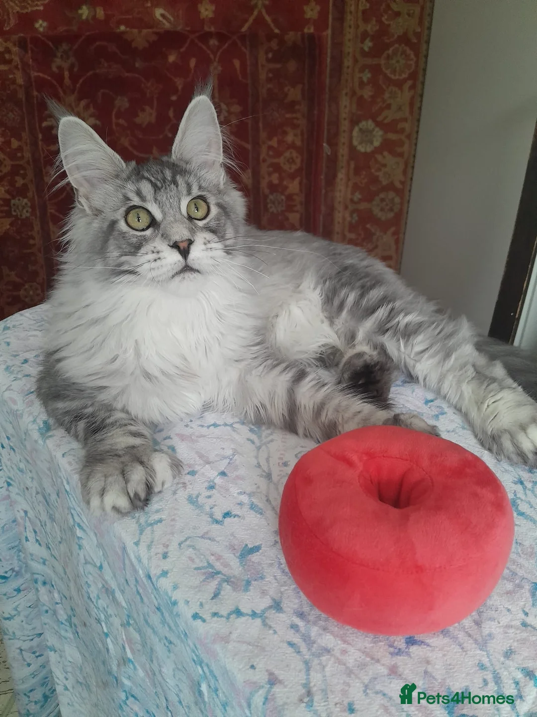 Maine Coon cats for sale: black silver ticked&white boys TICA maine coons - Advert 2