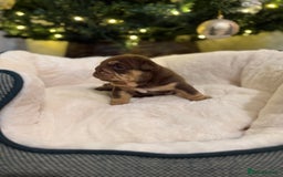 English Bulldog dogs for sale: English Bulldog Puppies Looking for Loving Homes🐶 - Image 14